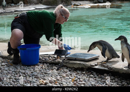 London, UK. 24th August, 2017. A zookeeper weighs Humboldt penguins during the annual weigh-in at ZSL London Zoo. Every year keepers at the London Zoo record animals' vital statistics to monitor their health and general well-being. Credit: Wiktor Szymanowicz/Alamy Live News Stock Photo