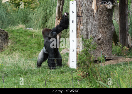London, UK. 24th August, 2017. Zookeepers measure the heights of gorillas during the annual weigh-in at ZSL London Zoo. Every year keepers at the London Zoo record animals' vital statistics to monitor their health and general well-being. Credit: Wiktor Szymanowicz/Alamy Live News Stock Photo