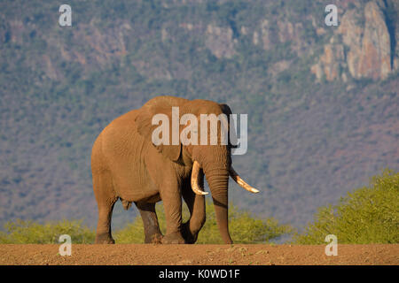 African bush elephant (Loxodonta africana), old bull walking on a dam, Zimanga Game Reserve, KwaZulu Natal, South Africa Stock Photo