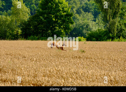 Deer jumps in the grain field, Donaustauf, Upper Palatinate, Bavaria, Germany Stock Photo