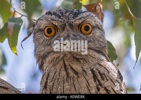 tawny frog mouth Stock Photo