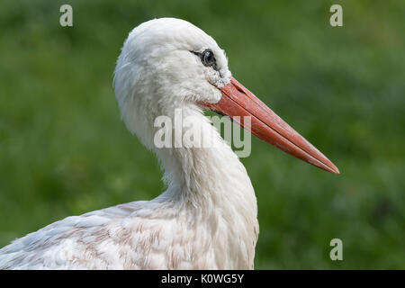 A close up portrait of the head of a white stork facing right with a long beak Stock Photo