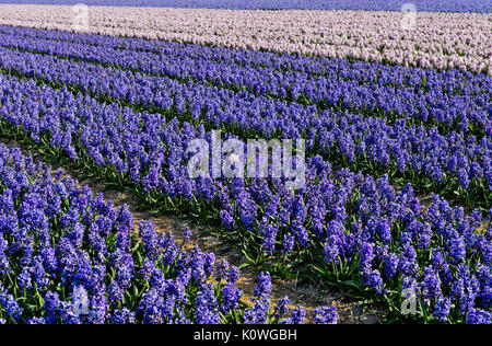 Cultivation area of blooming blue hyacinths, Bollenstreek region, South-Holland, Netherlands Stock Photo