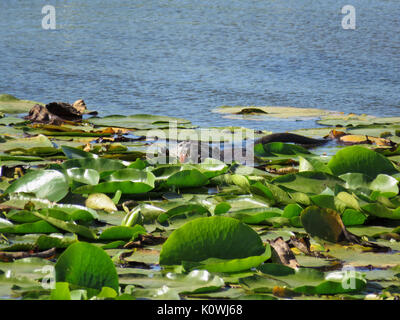 A wild nutria (Myocastor coypus) bites a water lily leaf, showing orange front teeth Stock Photo