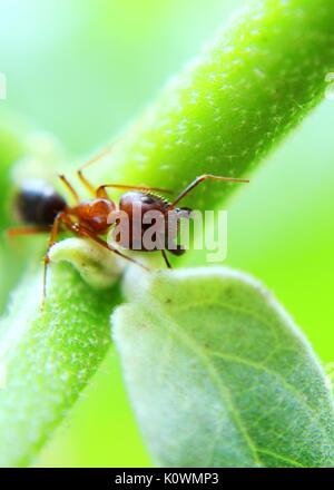 close-up - macro - view of a weaver ant - insect - on a green leaf in a home garden in Sri Lanka Stock Photo