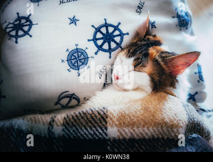 Cute caloco cat lying in bed under a blanket. Stock Photo