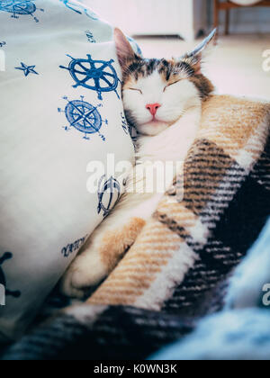 Cute caloco cat lying in bed under a blanket. Stock Photo