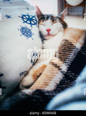 Cute caloco cat lying in bed under a blanket. Stock Photo