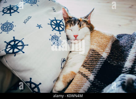 Cute caloco cat lying in bed under a blanket. Stock Photo