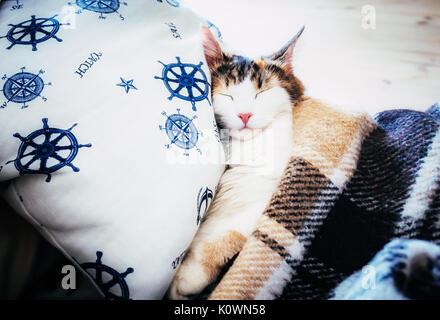 Cute caloco cat lying in bed under a blanket. Stock Photo