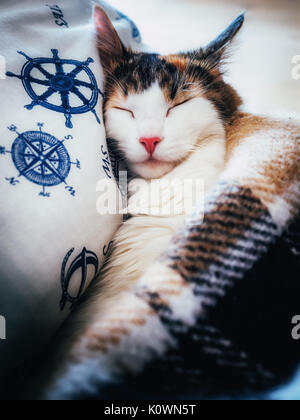 Cute caloco cat lying in bed under a blanket. Stock Photo