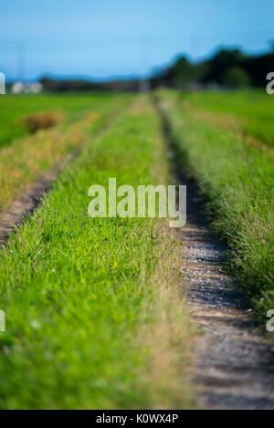 A path and rice field, Japan Stock Photo - Alamy