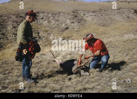 Two hunters in a field, wearing flannel, red shirts, jeans and cowboy hat, dressing the carcass of a dead deer, shot during their hunt, one man using twine to bind the legs of the deer, blood visible on his hands, 1971. Photo credit Smith Collection/Gado/Getty Images. Stock Photo