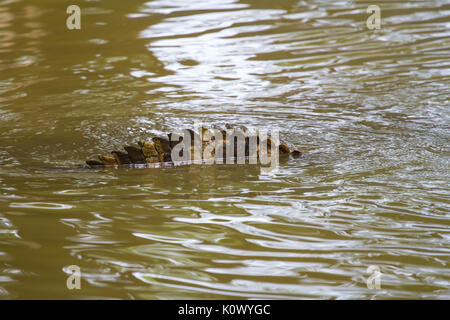 Close up tail of Siamese Crocodile Stock Photo