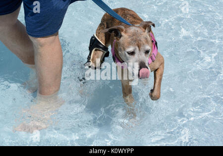 Older mixed breed boxer with white face wearing orthotic brace swimming in swimming pool and licking lips with tongue after getting treat Stock Photo