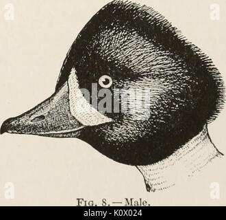 'A history of the game birds, wild-fowl and shore birds of Massachusetts and adjacent states... with observations on their...recent decrease in numbers; also the means for conserving those still in existence' (1912) Stock Photo