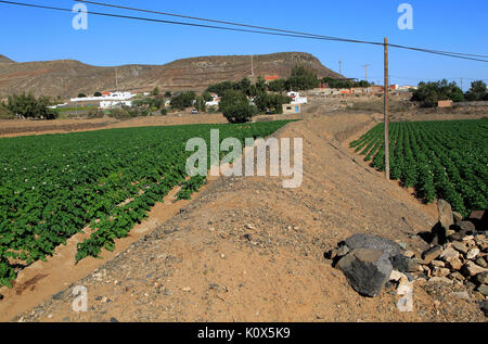 Crop of potatoes growing in field at Cardon, Fuerteventura, Canary Islands, Spain Stock Photo