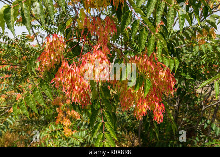 Ailanthus altissima august 2012 Sierra Nevada Andalusia Spain Stock Photo