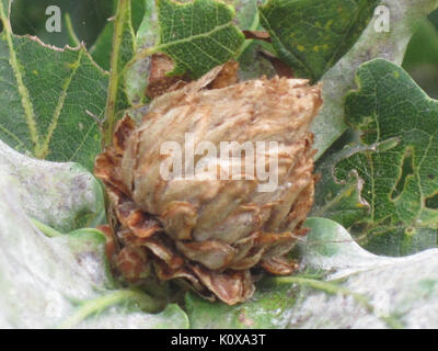 Andricus foecundatrix (gallwasp) induced Artichoke gall on Quercus (oak) Stock Photo