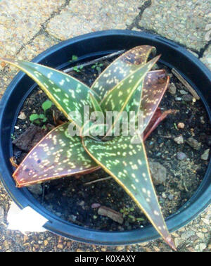 Aloe variegata HYBRID Stock Photo