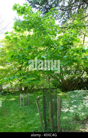 Acer tegmentosum   Morris Arboretum   DSC00445 Stock Photo