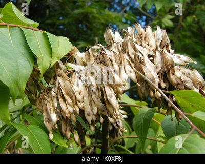 Ailanthus altissima, samara Stock Photo