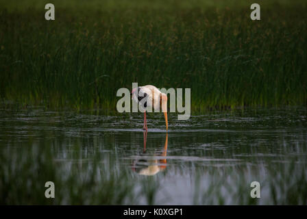 Painted Stork in search for fish in water near Green Field Stock Photo