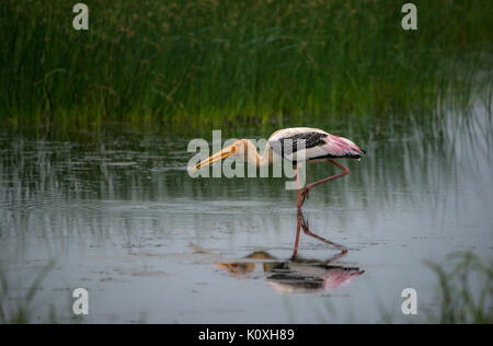 Painted stork in search for food in water Stock Photo