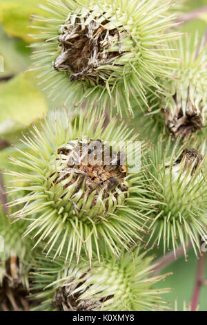 Wild velcro plant in detail Stock Photo - Alamy