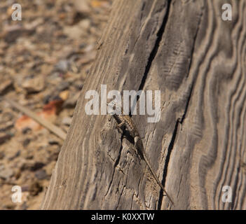 A Common Side Blotched Lizard (Uta stansburiana nevadensis) on a wooden board in the Nevada Desert Stock Photo