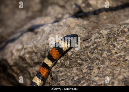 A California Kingsnake (Lampropeltis getula californiae) Stock Photo