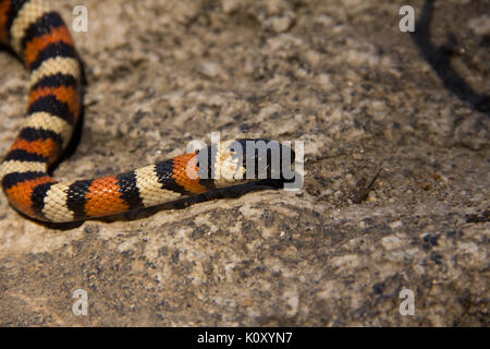 A California Kingsnake (Lampropeltis getula californiae) Stock Photo