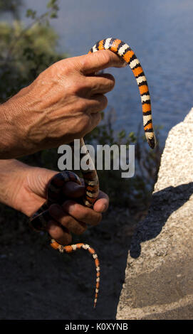 A California Kingsnake (Lampropeltis getula californiae) Stock Photo