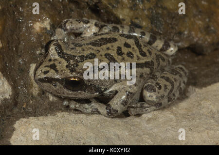 A Pacific Tree Frog (Pseudacris regilla, formerly Hyla regilla) on a cave wall in the Hetch Hetchy Valley, CA Stock Photo