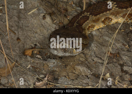 A Western Pacific Rattlesnake (Crotalus oreganus) in the undergrowth near Pine Mountain Lake, California Stock Photo
