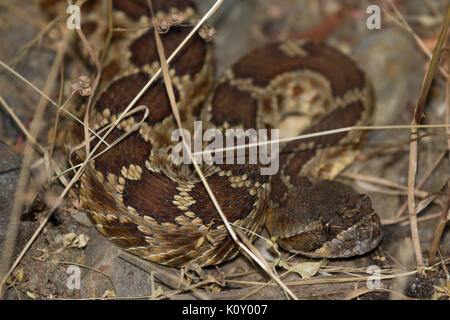 A Western Pacific Rattlesnake (Crotalus oreganus) in the undergrowth near Pine Mountain Lake, California Stock Photo