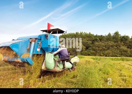 Blue sky and white clouds tracts of mature rice harvester working in blue. Stock Photo