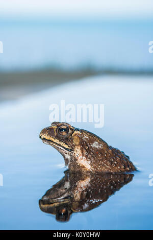 Well, it's a toad Stock Photo