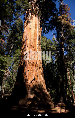 Skyward photo of a large sequoia tree at the Sequoia National Park Stock Photo