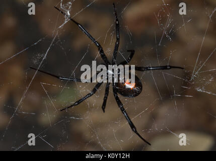 Underside of a female Black Widow Spider (Latrodectus mactans) in California Stock Photo