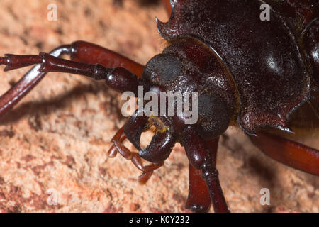 Close up view of the head of a Palo Verde beetle (Derobrachus geminatus) Stock Photo