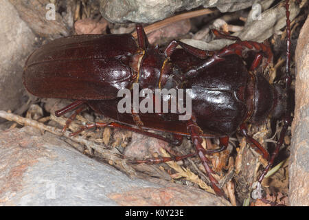 A pair of Palo Verde beetles (Derobrachus geminatus) mating, Arizona Stock Photo