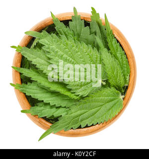 Common nettle leaves in wooden bowl. Urtica dioica. Stinging nettle or nettle leaf. Herb with hypodermic needles. Source of medicine, food and fibre. Stock Photo