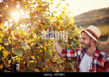 young man working in vineyard picking up ripe grapes during the grapes harvest Stock Photo