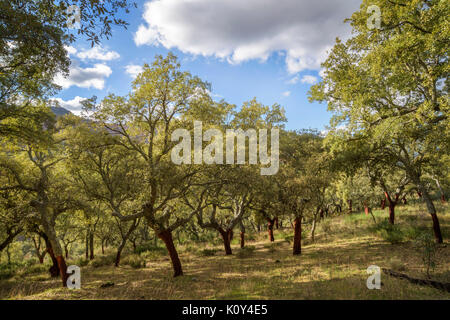 Cork Oak (Quercus suber) forest uncorked, Extremadura, Spain. Stock Photo