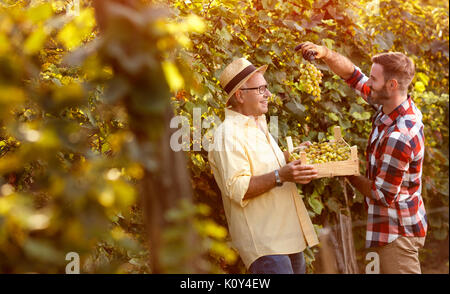 satisfied family farmers harvesting grapes in vineyard Stock Photo