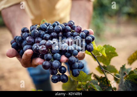 Farmers hands with blue grapes, close-up Stock Photo