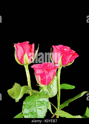 Three Pink Rose Heads with rain drops and isolated on a black background. Room at top of image for text. In Portrait layout. Stock Photo