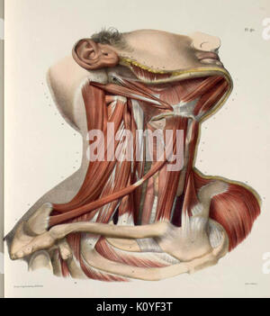 Anatomy of human hyoid bone and muscles, anterior view Stock Photo