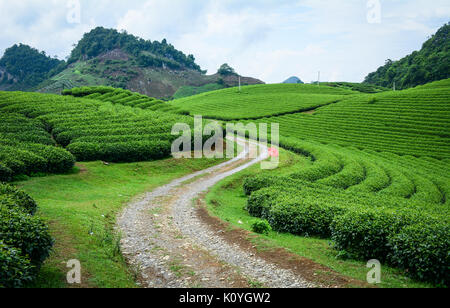 Tea plantation with the road on Moc Chau Plateau in Vietnam. Moc Chau is a rural district of Son La Province in the Northwest region of Vietnam. Stock Photo